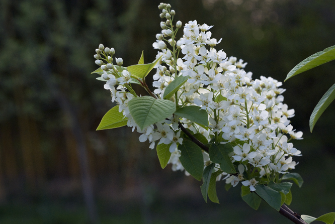 Prunus padus au Jardin de la Salamandre en Dordogne