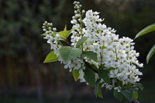 Prunus padus au Jardin de la Salamandre en Dordogne