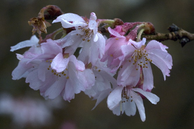 Prunus subhirtella 'Autumnalis' 2 au Jardin de la Salamandre en Dordogne