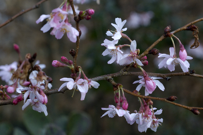 Prunus subhirtella 'Autumnalis' au Jardin de la Salamandre en Dordogne