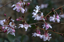 Prunus subhrtella 'Automnalis'  au Jardin de la Salamandre en Dordogne