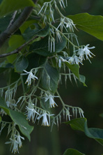 Idesia polycarpa au jardin de la Salamandre en Dordogne