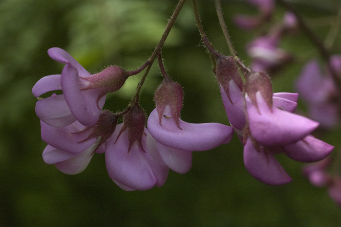 Robinia x kelseyi au Jardin de la Salamandre en Dordogne