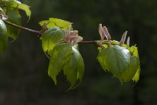 Tilia mongolica au Jardin de la Salamandre en Dordogne