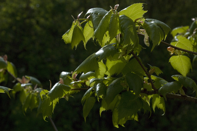 Tilia mongolica 2 au Jardin de la Salamandre en Dordogne