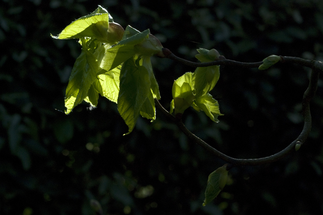 Tilia platyphyllos 'Tortuosa' 2 au Jardin de la Salamandre en Dordogne