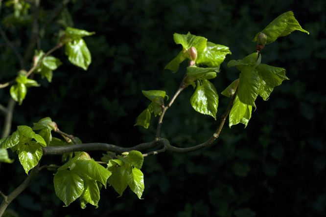 Tilia platyphyllos 'Tortuosa' au Jardin de la Salamandre en Dordogne