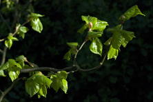 Tilia platyphyllos 'Tortuosa'  au Jardin de la Salamandre en Dordogne