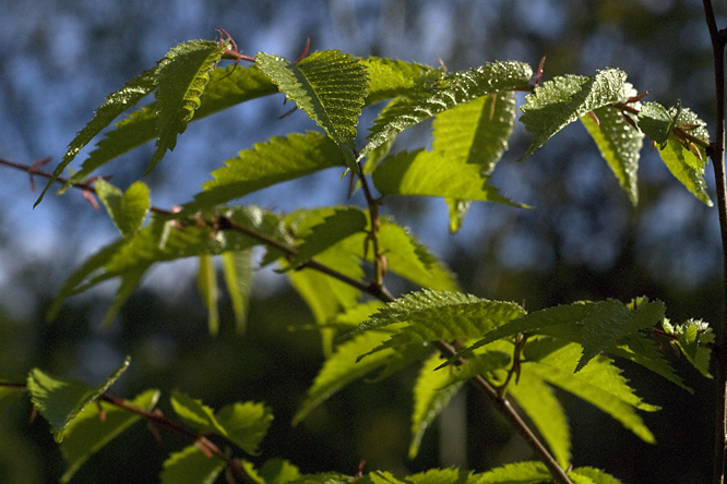 Zelkova japonica au Jardin de la Salamandre en Dordogne