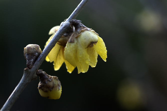 Chimonanthus praecox 2 au Jardin de la Salamandre