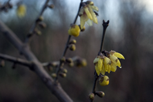 Chimonanthus praecox au Jardin de la Salamandre