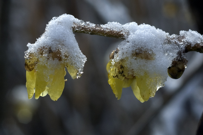 Chimonanthus praecox 3 au Jardin de la Salamandre