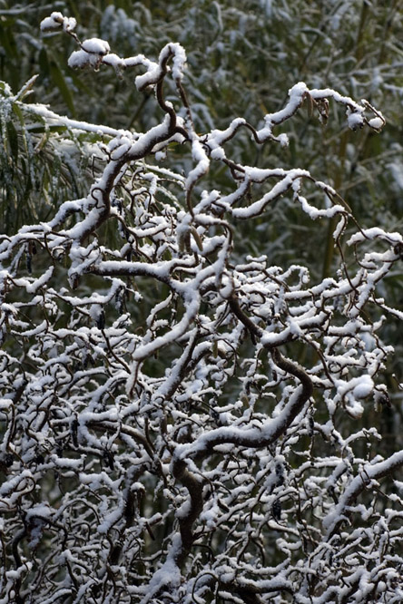 Corylus avellana 'Contorta' au Jardin de la Salamandre