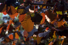 Corylus maxima 'Purpurea' au Jardin de la Salamandre