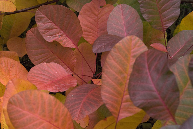 Cotinus coccygria 'Purpurea' au Jardin de la Salamandre