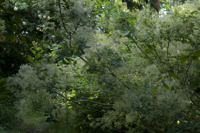 Cotinus coccygria au Jardin de la Salamandre