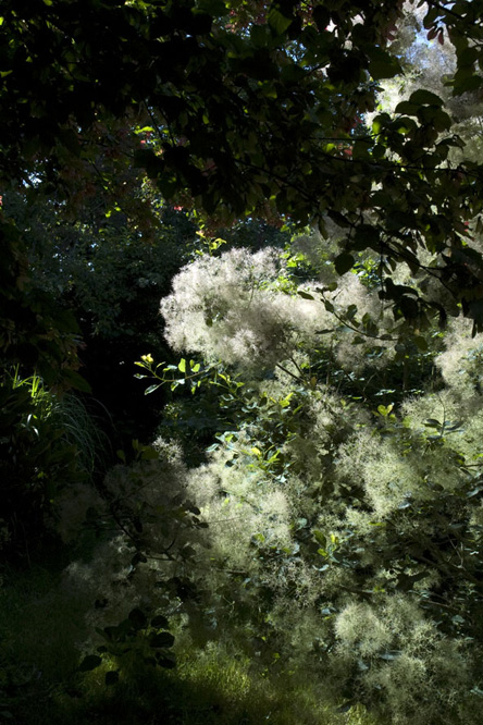 Cotinus coccygria 2 au Jardin de la Salamandre