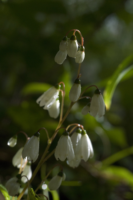 Deutzia floribunda 2 au Jardin de la Salamandre