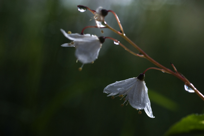 Deutzia floribunda au Jardin de la Salamandre