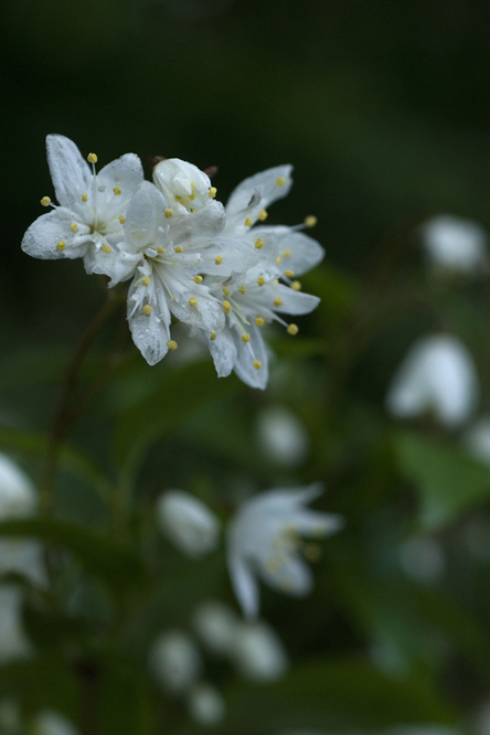 Deutzia floribunda 4 au Jardin de la Salamandre