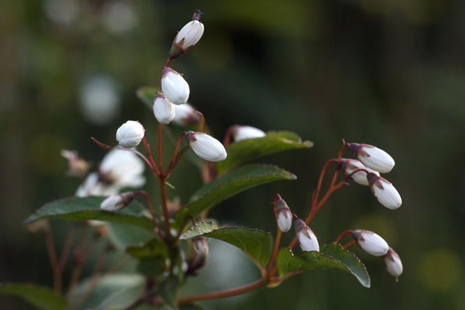 Deutzia gracilis 2 au Jardin de la Salamandre