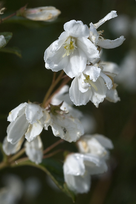 Deutzia gracilis 3 au Jardin de la Salamandre