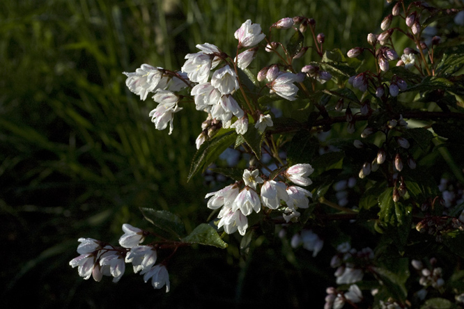 Deutzia gracilis au Jardin de la Salamandre