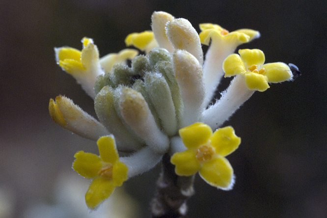 Edgeworthia chrysantha 2  au Jardin de la Salamandre