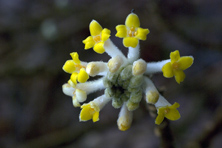 Edgeworthia chrysantha au Jardin de la Salamandre