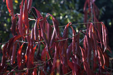 Euonymus 'Red Wine' au Jardin de la Salamandre