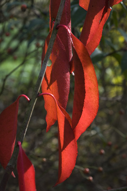 Euonymus grandiflorus 'Red Wine' 2 au Jardin de la Salamandre