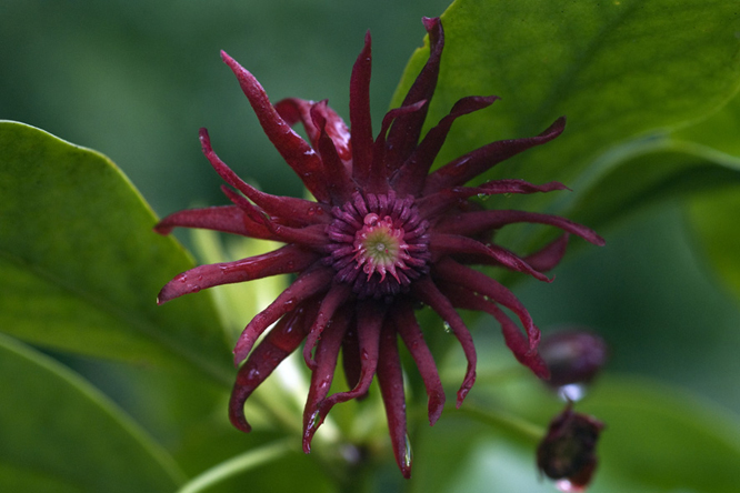 Illicium floridanum au Jardin de la Salamandre