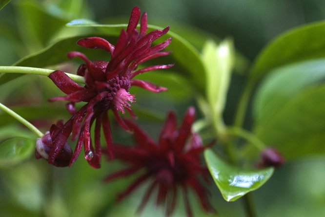 Illicium floridanum 2 au Jardin de la Salamandre