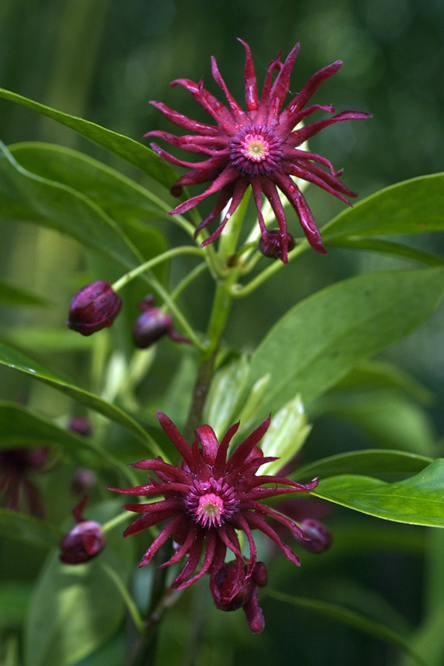 Illicium floridanum 4 au Jardin de la Salamandre