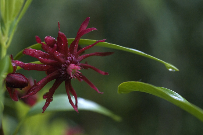 Illicium floridanum 3 au Jardin de la Salamandre