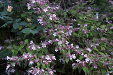 Kolkwitzia amabilis au Jardin de la Salamandre