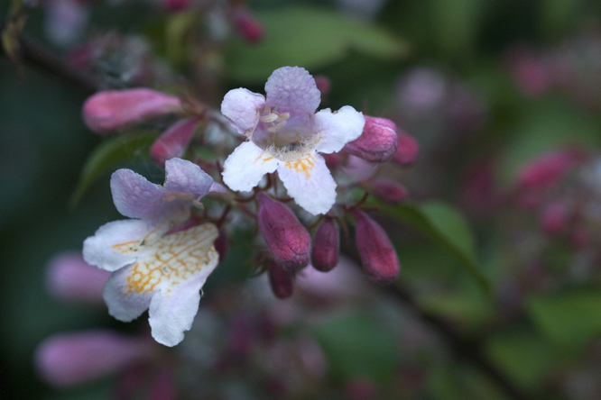 Kolkwitzia amabilis 2 au Jardin de la Salamandre