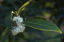 Osmanthus americanus au Jardin de la Salamandre