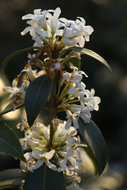 Osmanthus x burkwoodii 2 au Jardin de la Salamandre