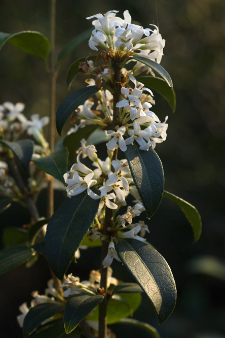 Osmanthus x burkwoodii au Jardin de la Salamandre