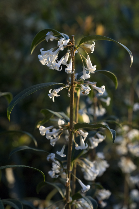 Osmanthus fragrans 2 au Jardin de la Salamandre