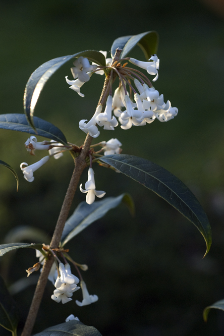 Osmanthus fragrans au Jardin de la Salamandre