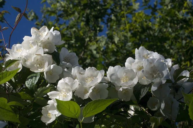 Philadelphus sp. (forme double) au Jardin de la Salamandre