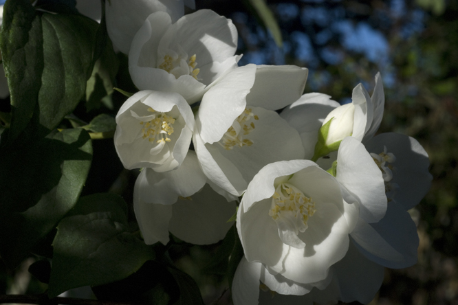 Philadelphus sp. 2 au Jardin de la Salamandre