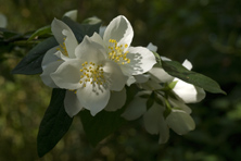 Philadelphus pubescens au Jardin de la Salamandre