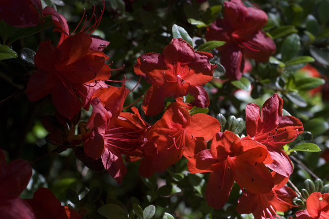 Rhododendron 'Stewartstonian' au Jardin de la Salamandre