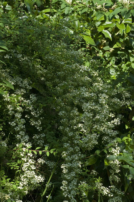 Spiraea canescens var. myrtifolia 2 au Jardin de la Salamandre