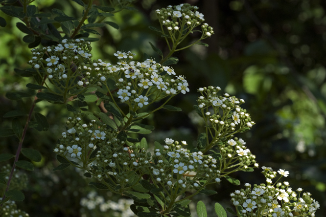 Spiraea canescens var. myrtifolia au Jardin de la Salamandre