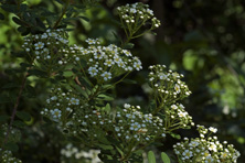 Spiraea canescens var myrtifolia au Jardin de la Salamandre