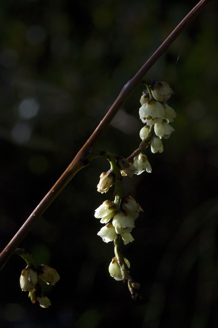 Stachyurus chinensis au Jardin de la Salamandre